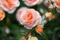 Beautiful blooming soft coral tea roses flowers close up, tender salmon pink garden rose blossom, red and yellow aphrodite hybrid Royalty Free Stock Photo