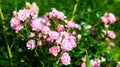 Beautiful blooming soft pink bush rose against a background of green foliage Royalty Free Stock Photo