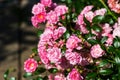 Beautiful blooming soft pink bush rose against a background of green foliage Royalty Free Stock Photo