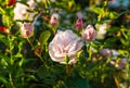 Beautiful blooming soft pink bush rose against a background of green foliage Royalty Free Stock Photo