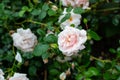 Beautiful blooming soft pink bush rose against a background of green foliage Royalty Free Stock Photo