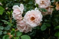 Beautiful blooming soft pink bush rose against a background of green foliage Royalty Free Stock Photo