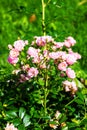 Beautiful blooming soft pink bush rose against a background of green foliage Royalty Free Stock Photo