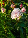 Beautiful blooming soft pink bush rose against a background of green foliage Royalty Free Stock Photo