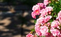 Beautiful blooming soft pink bush rose against a background of green foliage Royalty Free Stock Photo