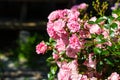 Beautiful blooming soft pink bush rose against a background of green foliage Royalty Free Stock Photo