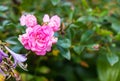 Beautiful blooming soft pink bush rose against a background of green foliage Royalty Free Stock Photo