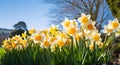 Beautiful blooming spring flowers daffodils growing in flower bed in garden closeup