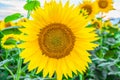 Beautiful blooming sunflower on a blurred background field Royalty Free Stock Photo