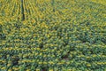 Beautiful blooming sunflower field. Drone view Royalty Free Stock Photo