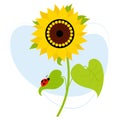 Beautiful blooming sunflower with a ladybug on leaf. Vector illustration. Farm plant yellow flower with leaves Royalty Free Stock Photo
