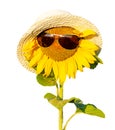 Beautiful blooming sunflower in a straw hat and Sun goggles, white background, isolated sunflower
