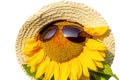 Beautiful blooming sunflower in a straw hat and Sun goggles, white background, isolated sunflower