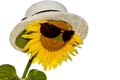 Beautiful blooming sunflower in a straw hat and Sun protective glasses on white background, isolated sunflower Royalty Free Stock Photo