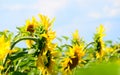 Beautiful blooming sunflowers on an agricultural field as a symbol of the national flag of Ukraine against a blue sky background Royalty Free Stock Photo