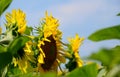 Beautiful blooming sunflowers on an agricultural field as a symbol of the national flag of Ukraine against a blue sky background Royalty Free Stock Photo