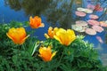 Yellow tulips growing on lily pond in Claude Monet`s garden. Giverny, France. Royalty Free Stock Photo