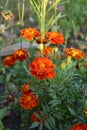 Beautiful blooming Tagetes marigolds. Flowers in rural garden