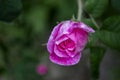 Beautiful blooming tea rose. Macro shot. Royalty Free Stock Photo