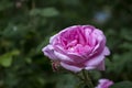 Beautiful blooming tea rose. Macro shot. Royalty Free Stock Photo