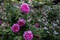 Beautiful blooming tea rose. Macro shot. Royalty Free Stock Photo