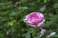 Beautiful blooming tea rose. Macro shot. Royalty Free Stock Photo