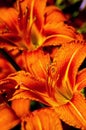 Beautiful blooming tender gorgeous blooming Lily flower and stamen in the sunshine, flower bed of the garden. Royalty Free Stock Photo