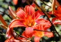 Beautiful blooming tender gorgeous blooming Lily flower and stamen in the sunshine, flower bed of the garden. Royalty Free Stock Photo
