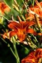 Beautiful blooming tender gorgeous blooming Lily flower and stamen in the sunshine, flower bed of the garden. Royalty Free Stock Photo