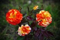 Beautiful blooming three Bud. Blooming yellow red dressing garden green tea rose. Royalty Free Stock Photo