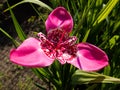 Tigridia pavonia flower Royalty Free Stock Photo