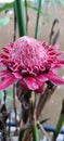 Beautiful blooming Torch Ginger flower