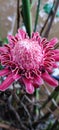 Beautiful blooming Torch Ginger flower