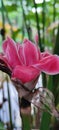 Beautiful blooming Torch Ginger flower