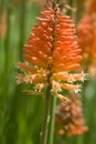 Beautiful blooming Torch Lily