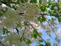 beautiful blooming tree with white flowers