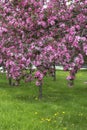 Beautiful blooming trees in spring.