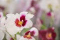 Beautiful blooming tropical orchid on blurred background, closeup.