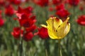 Beautiful blooming tulip Royalty Free Stock Photo