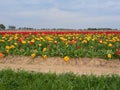 Beautiful blooming tulip fields in the German city of Grevenbroich. Yellow and red tulips. A landscape like in the spring in the Royalty Free Stock Photo