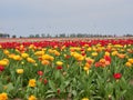 Beautiful blooming tulip fields in the German city of Grevenbroich. Yellow and red tulips. A landscape like in the spring in the Royalty Free Stock Photo