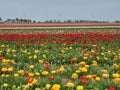 Beautiful blooming tulip fields in the German city of Grevenbroich. Yellow and red tulips. A landscape like in the spring in the Royalty Free Stock Photo