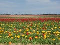 Beautiful blooming tulip fields in the German city of Grevenbroich. Yellow and red tulips. A landscape like in the spring in the Royalty Free Stock Photo