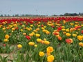 Beautiful blooming tulip fields in the German city of Grevenbroich. Yellow and red tulips. A landscape like in the spring in the Royalty Free Stock Photo