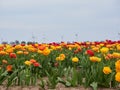 Beautiful blooming tulip fields in the German city of Grevenbroich. Yellow and red tulips. A landscape like in the spring in the Royalty Free Stock Photo