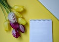 Beautiful blooming tulips, notebook and a lap top, office, business concept, spring flowers, copy space Royalty Free Stock Photo