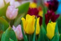 Bright tulips yellow flowers on fresh spring sunny day