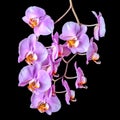 Beautiful blooming twig of purple orchid phalaenopsis is isolate Royalty Free Stock Photo