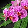 Beautiful blooming twig of stripped violet orchid, phalaenopsis Royalty Free Stock Photo