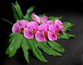 Beautiful blooming twig of stripped violet orchid, phalaenopsis Royalty Free Stock Photo